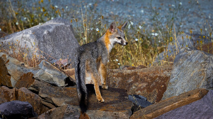 A Grey Fox walking among the rocks in a California County Park