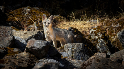 A Grey Fox walking among the rocks in a California County Park