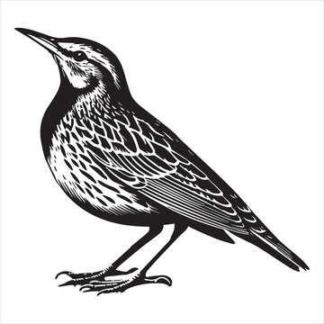 recommend clip art: Western meadowlark silhouette, Meadowlark Bird Clipart,  Western Meadowlark looking up Illustration