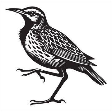 recommend clip art: Western meadowlark silhouette, Meadowlark Bird Clipart, Western meadowlark standing one leg Illustration in black and white