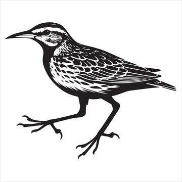 recommend clip art: Western meadowlark silhouette, Meadowlark Bird Clipart,  Western Meadowlark walking Illustration in black and white