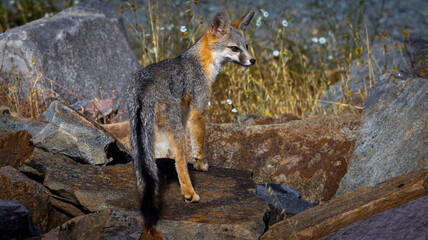 A Grey Fox walking among the rocks in a California County Park