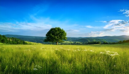 Green meadow with green tree with blue sky.