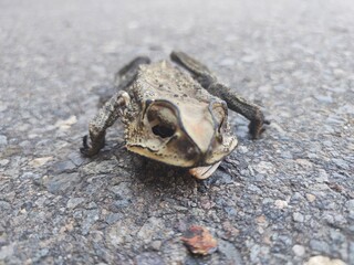 Exotic dried frog carcass amphibian animal skin