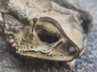 Exotic dried frog carcass amphibian animal skin