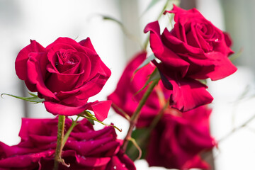 Red rose flower background. Red roses on a bush in the garden, close-up. Red rose flower, beautiful tender in the flowerbed. Red Rose, magic, Plant care, landscaping, holiday gift for a girl