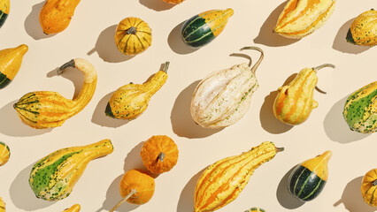 Top view creative pattern with Pumpkins, gourds, squashes of various shapes, sunlight shadow. Autumn flat lay composition with yellow green ornamental pumpkins, minimal photo, autumnal holidays