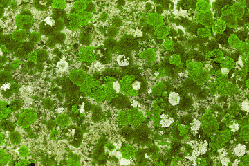 Lichens and mosses in various shapes, forms and textures on surface of rocks as natural environment pattern or textured background, top view green gradient nature pattern, biological aesthetic