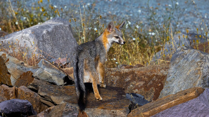 A Grey Fox walking among the rocks in a California County Park