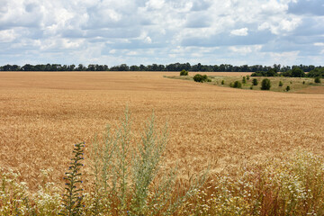 spikelets of golden wheat in the field. Ripe big golden ears of wheat on a yellow background of the field. nature. The idea of a rich summer harvest, agriculture, agro-industrial complex for food.