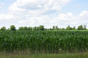 green corn leaves. Corn farm. photo of corn field. concept of good harvest, agricultural. Field of corn in spring or early summer. industrial background. farmland, view of the field