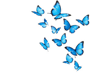 a group of blue butterflies
