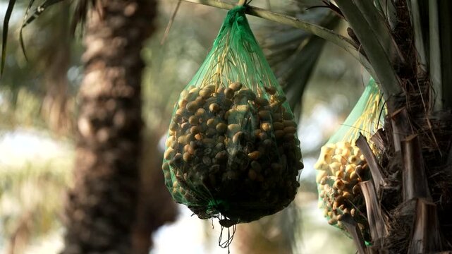 net of dates hanging from a palm tree on a hot summer day
