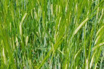 Young Wheat ears illuminated by sunlight. Gorgeous shape of the Wheat spikes. concept of a good...