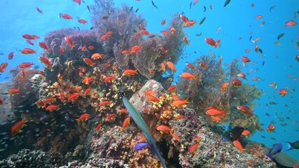 Colorful reef fish schooling above one of the healthiest coral reefs in the World - Colorful marine biodiversity while scuba div