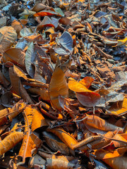 Lush Leaves in GBK Stadium Gardens