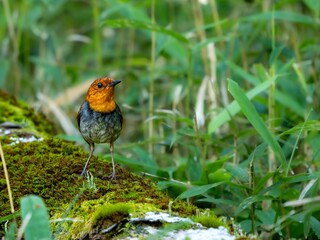 森の中で倒木に留まって周りを見渡しているコマドリの雄