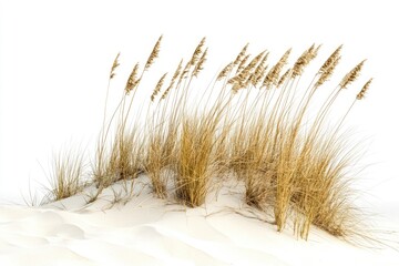 Dune Grass Isolated. Beach Grass on Sand Dunes by the Baltic Sea Coast