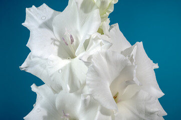 Blooming white gladiolus on a blue background