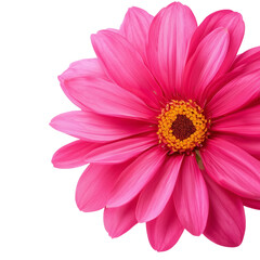 Obraz premium Garden flower PNG