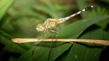 Dragonfly  with macro Reveal details body surface