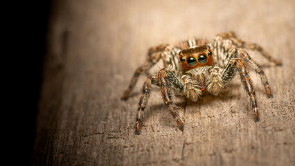 Macro photo: Small jumping spider with lots of hair,macro nature.