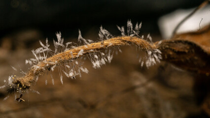 A natural fungus that grows on dry branches.