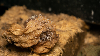 A natural fungus that grows on dry branches.