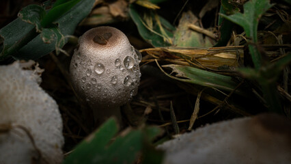 autumn forest musroom macro photography closeup