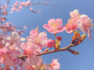 Tokyo sakura it's very popular places to visit kanzakura(pink kind) it's really around mid February to early march  
