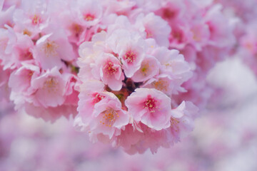 Tokyo sakura it's very popular places to visit kanzakura(pink kind) it's really around mid February to early march  
