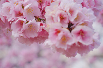 Tokyo sakura it's very popular places to visit kanzakura(pink kind) it's really around mid February to early march  
