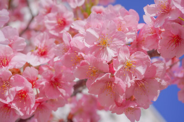 Tokyo sakura it's very popular places to visit kanzakura(pink kind) it's really around mid February to early march  
