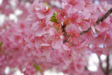 Tokyo sakura it's very popular places to visit kanzakura(pink kind) it's really around mid February to early march  
