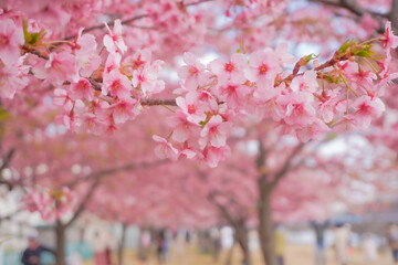 Tokyo sakura it's very popular places to visit kanzakura(pink kind) it's really around mid February to early march  
