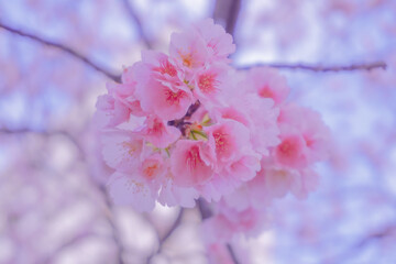 Tokyo sakura it's very popular places to visit kanzakura(pink kind) it's really around mid February to early march  
