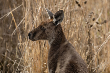 Eastern Grey Kangaroo in grassland (Macropus giganteus).	