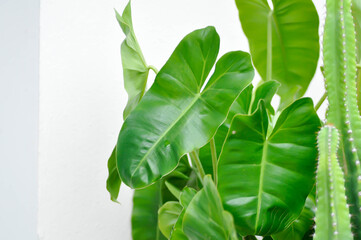 philodendron burle marxii, Philodendron or ARACEAE © jobrestful