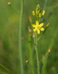 Beautiful close-up of bulbine semibarbata