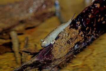 Barred mudskipper..
