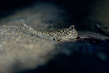 Barred mudskipper..