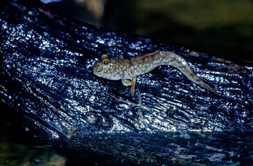 Barred mudskipper..