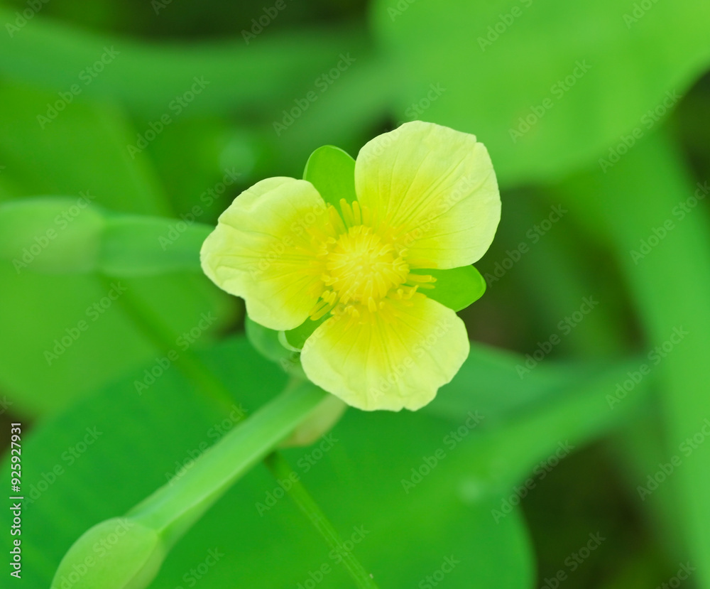 Sticker beautiful close-up of limnocharis flava