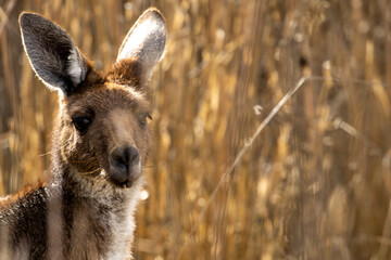 Eastern Grey Kangaroo in grassland (Macropus giganteus).	