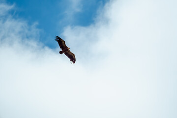 A Eurasion Griffon Vulture (Gyps fulvus) in flight over Millau in south west France