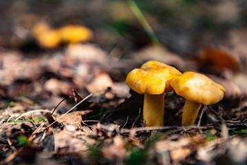 Chanterelle mushrooms growing in the autumn forest.