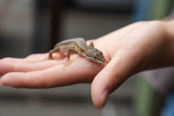 Obraz premium 人の手に乗る爬虫類