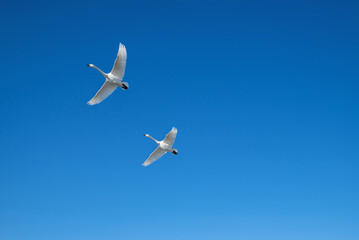 【資料：渡り鳥】力強く飛ぶ白鳥