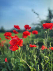 Obraz premium Un mondo di papaveri