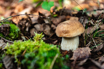 Edible boletus mushroom growing in autumn forest.